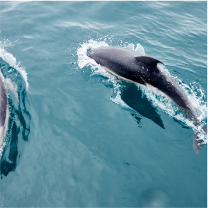 Wildlife
